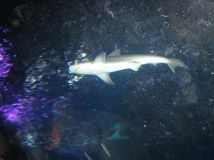 Aquarium 26.JPG